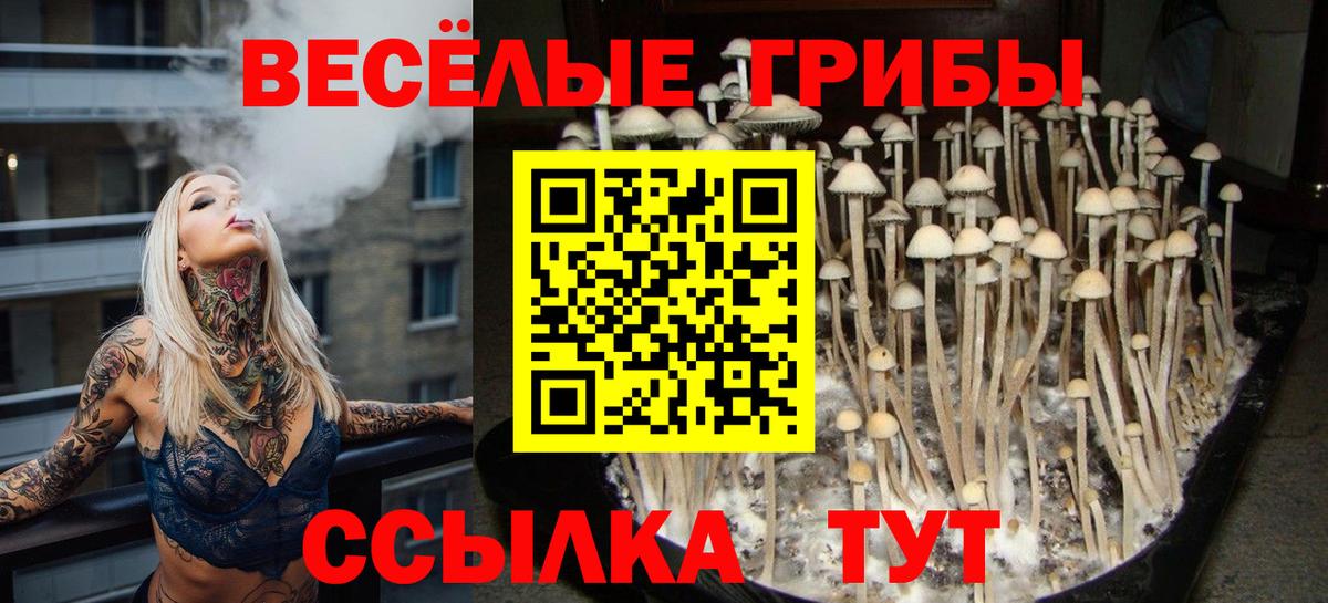 Полысаево  Галлюциногенные грибы Cubensis  Вход с VPN 